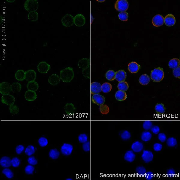Immunocytochemistry/ Immunofluorescence - Anti-CD226 antibody [EPR20710] - BSA and Azide free (AB251537)