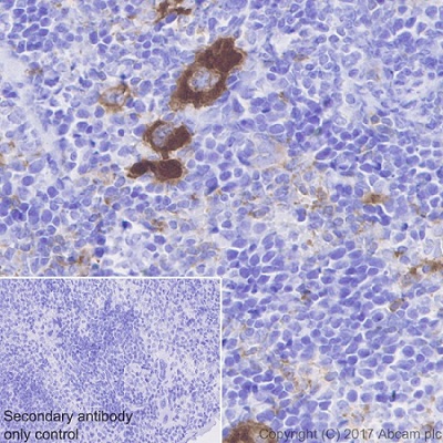 Immunohistochemistry (Formalin/PFA-fixed paraffin-embedded sections) - Anti-CD226 antibody [EPR20710] - BSA and Azide free (AB251537), expandable thumbnail