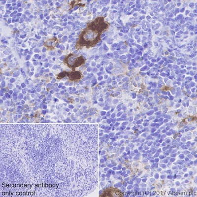 Immunohistochemistry (Formalin/PFA-fixed paraffin-embedded sections) - Anti-CD226 antibody [EPR20710] - BSA and Azide free (AB251537)