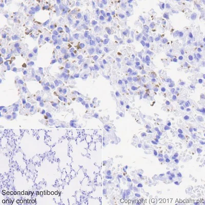 Immunohistochemistry (Formalin/PFA-fixed paraffin-embedded sections) - Anti-CD226 antibody [EPR20710] - BSA and Azide free (AB251537)