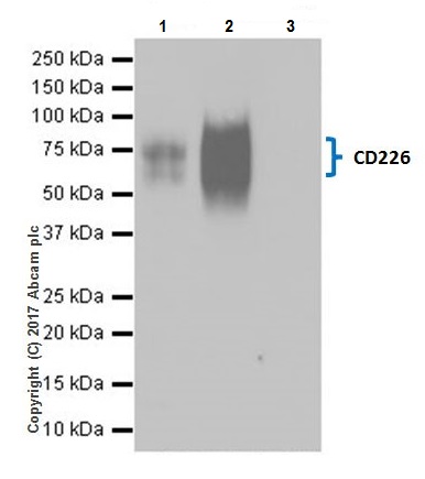 Immunoprecipitation - Anti-CD226 antibody [EPR20710] - BSA and Azide free (AB251537), expandable thumbnail