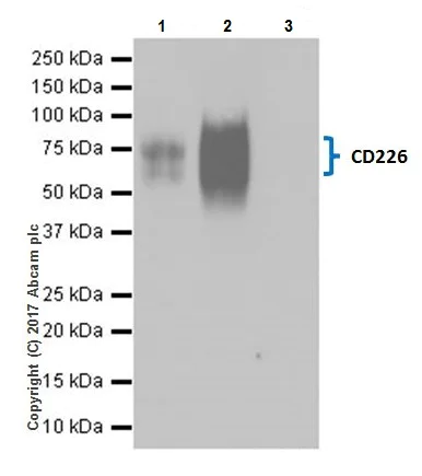 Immunoprecipitation - Anti-CD226 antibody [EPR20710] - BSA and Azide free (AB251537)