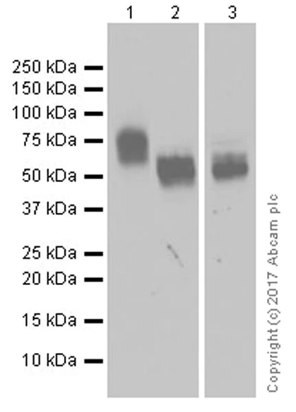Western blot - Anti-CD226 antibody [EPR20710] - BSA and Azide free (AB251537)