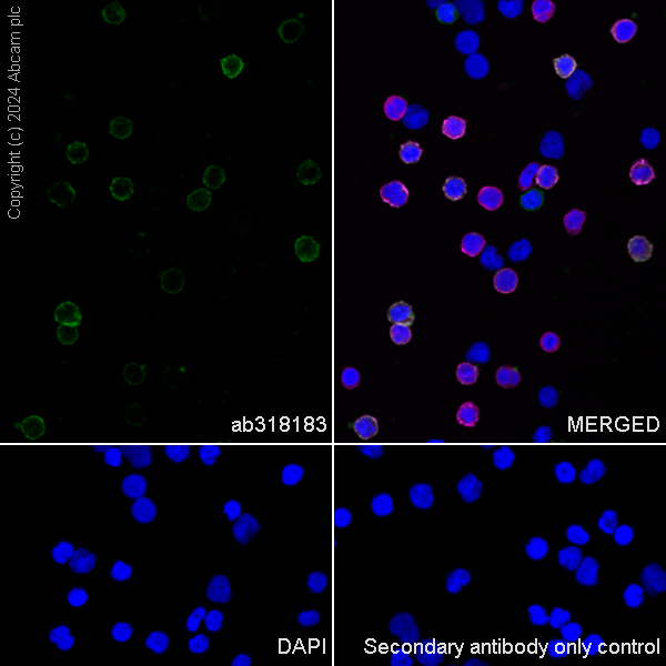 Immunocytochemistry/ Immunofluorescence - Anti-CD226 antibody [EPR23641-137] - BSA and Azide free (AB318184), expandable thumbnail