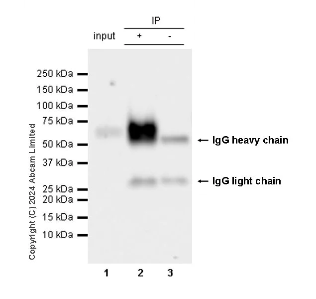 Immunoprecipitation - Anti-CD226 antibody [RM2068] - BSA and Azide free (AB320010)