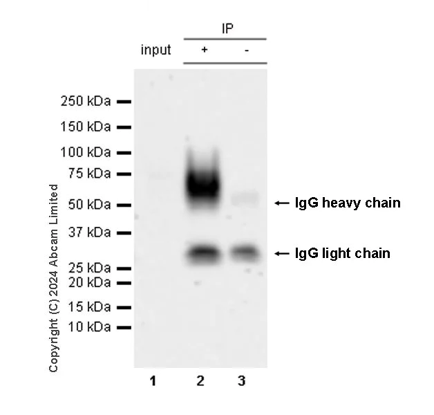 Immunoprecipitation - Anti-CD226 antibody [RM2068] - BSA and Azide free (AB320010)