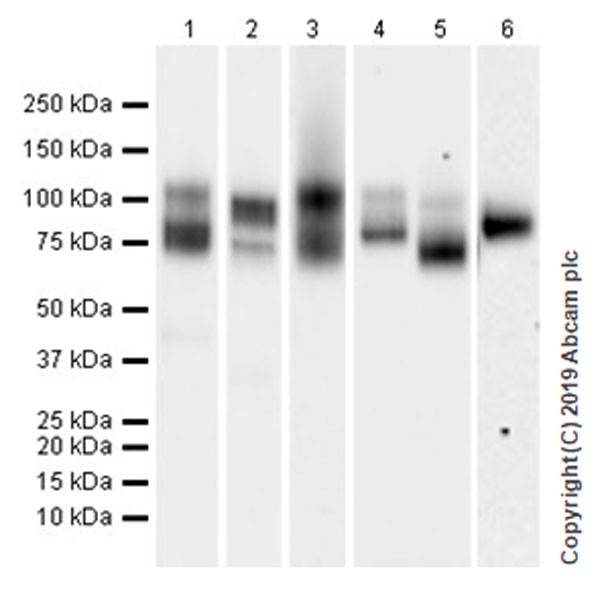 Western blot - Anti-CD229 antibody [EPR22611-91] (AB252931), expandable thumbnail