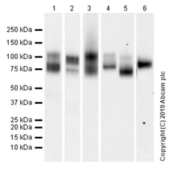 Western blot - Anti-CD229 antibody [EPR22611-91] (AB252931)