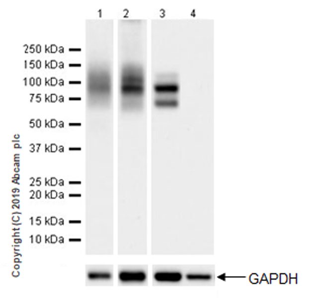 Western blot - Anti-CD229 antibody [EPR22611-91] (AB252931), expandable thumbnail