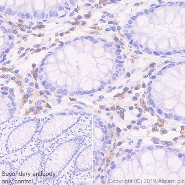 Immunohistochemistry (Formalin/PFA-fixed paraffin-embedded sections) - Anti-CD229 antibody [EPR22611-91] - BSA and Azide free (AB255280)