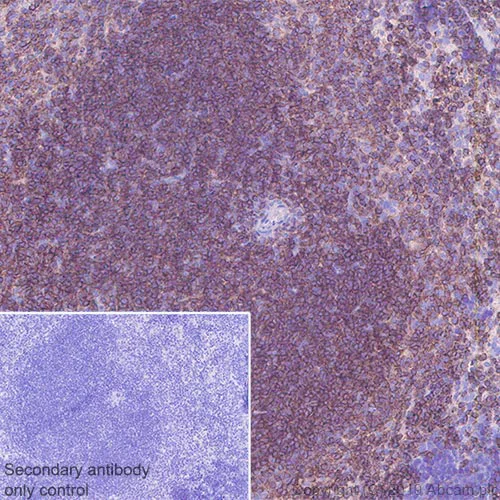 Immunohistochemistry (Formalin/PFA-fixed paraffin-embedded sections) - Anti-CD229 antibody [EPR22611-91] - BSA and Azide free (AB255280)