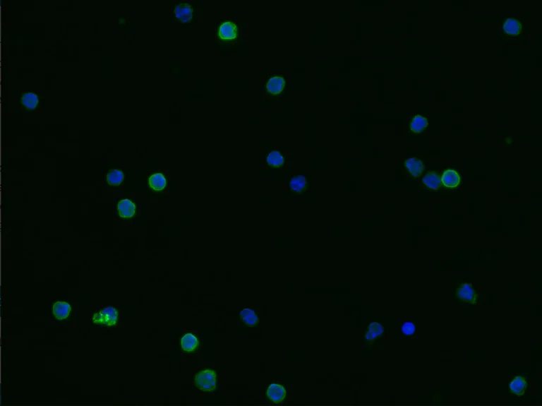 Immunocytochemistry - Anti-CD23 antibody [007] - BSA and Azide free (AB277131)