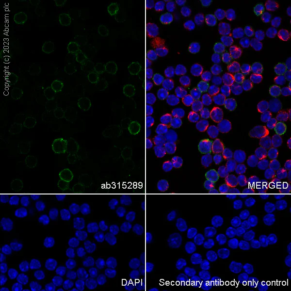 Immunocytochemistry/ Immunofluorescence - Anti-CD23 antibody [EPR28712-26] - BSA and Azide free (AB315290)