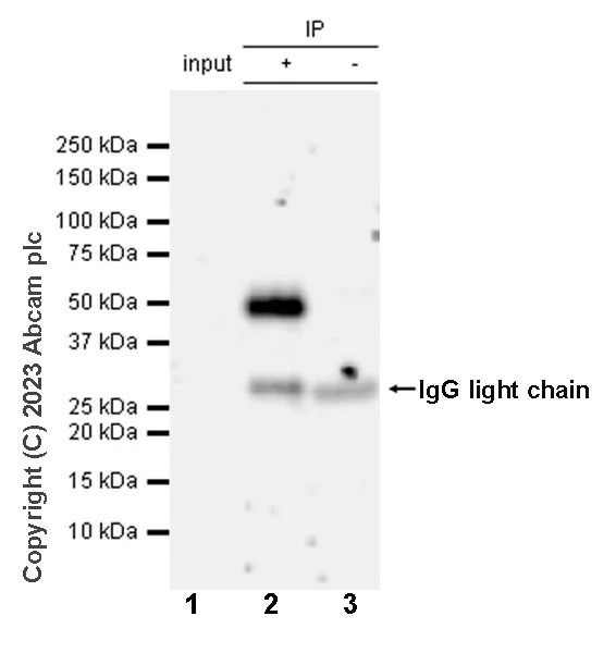Immunoprecipitation - Anti-CD23 antibody [EPR28712-26] - BSA and Azide free (AB315290)