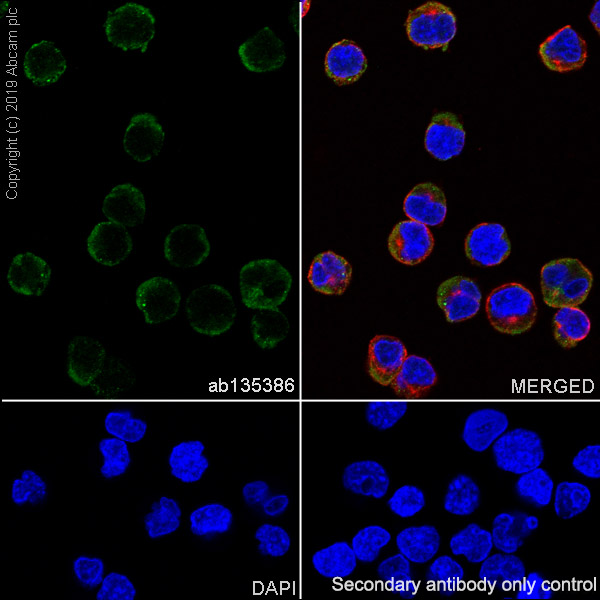 Immunocytochemistry/ Immunofluorescence - Anti-CD23 antibody [SP163] - BSA and Azide free (AB245732), expandable thumbnail