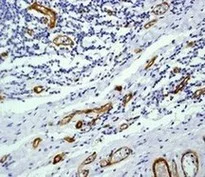 Immunohistochemistry (Formalin/PFA-fixed paraffin-embedded sections) - Anti-CD239/BCAM antibody [EPR4165] - BSA and Azide free (AB226152)