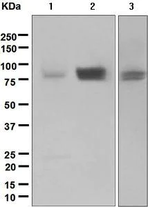 Western blot - Anti-CD239/BCAM antibody [EPR4165] - BSA and Azide free (AB226152)