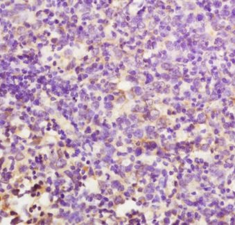 Immunohistochemistry (Formalin/PFA-fixed paraffin-embedded sections) - Anti-CD24 antibody (AB214231)
