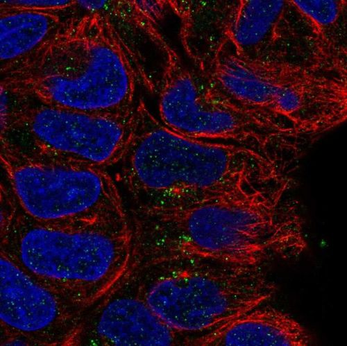 Immunocytochemistry/ Immunofluorescence - Anti-CD24 antibody (AB244478), expandable thumbnail