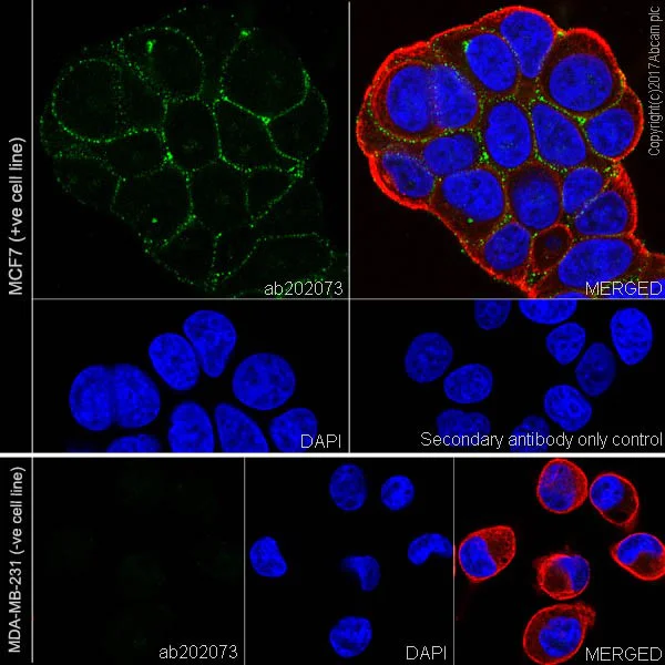 Immunocytochemistry/ Immunofluorescence - Anti-CD24 antibody [EPR19925] - BSA and Azide free (AB228455)