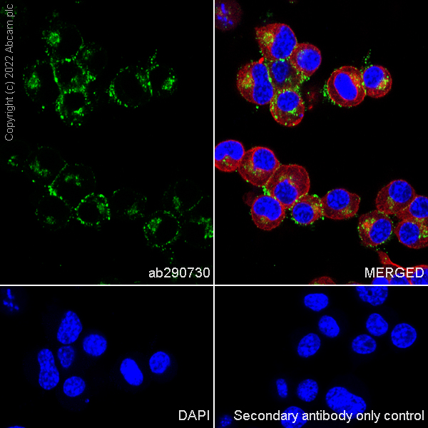 Immunocytochemistry/ Immunofluorescence - Anti-CD24 antibody [EPR26528-17] (AB290730), expandable thumbnail