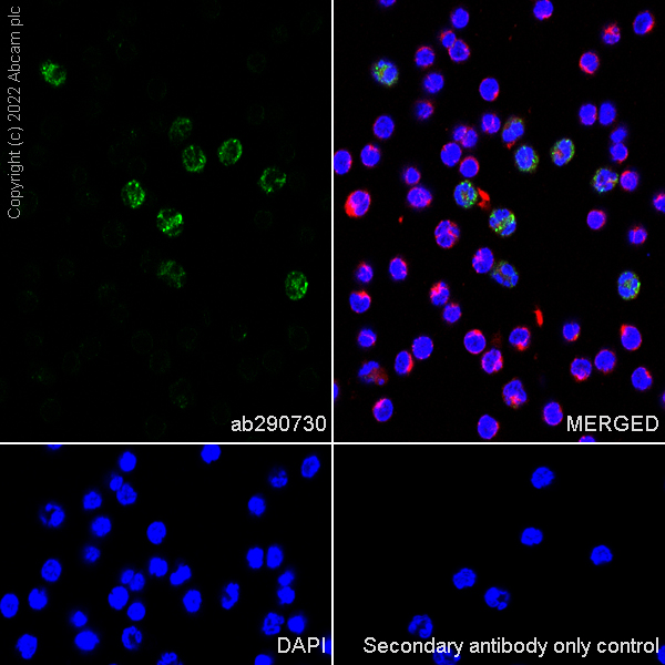 Immunocytochemistry/ Immunofluorescence - Anti-CD24 antibody [EPR26528-17] (AB290730), expandable thumbnail
