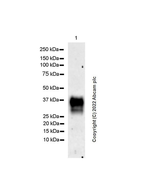 Western blot - Anti-CD24 antibody [EPR26528-17] (ab290730), expandable thumbnail