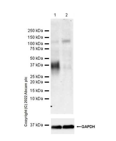 Western blot - Anti-CD24 antibody [EPR26528-17] (AB290730), expandable thumbnail