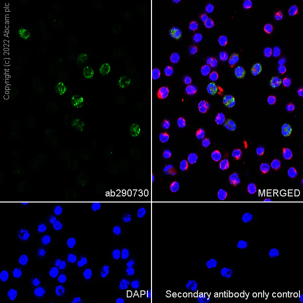 Immunocytochemistry/ Immunofluorescence - Anti-CD24 antibody [EPR26528-17] (BSA and Azide free) (AB290745)