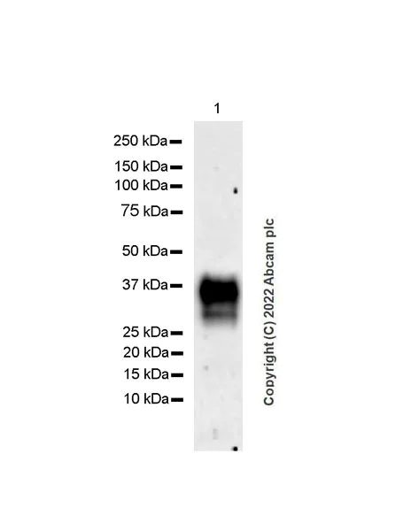 Western blot - Anti-CD24 antibody [EPR26528-17] (BSA and Azide free) (AB290745)