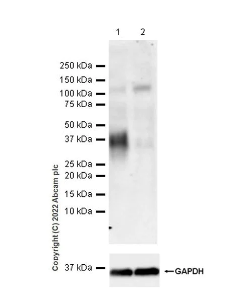 Western blot - Anti-CD24 antibody [EPR26528-17] (BSA and Azide free) (AB290745)