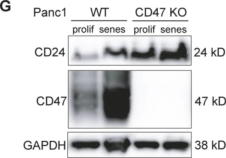 Western blot - Anti-CD24 antibody [EPR3006(N)] (AB179821)