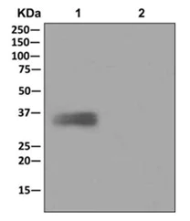 Immunoprecipitation - Anti-CD24 antibody [EPR3006(N)] - BSA and Azide free (AB250123)