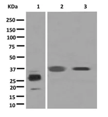 Western blot - Anti-CD24 antibody [EPR3006(N)] - BSA and Azide free (AB250123)
