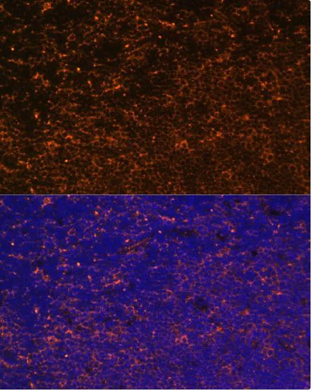 Immunocytochemistry/ Immunofluorescence - Anti-CD27 antibody (AB175403)