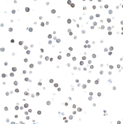 Immunocytochemistry - Anti-CD27 antibody [BLR083G] (AB265589)