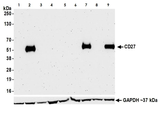 Western blot - Anti-CD27 antibody [BLR083G] (AB265589)
