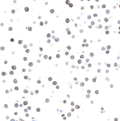 Immunocytochemistry - Anti-CD27 antibody [BLR083G] - BSA free (AB272072), expandable thumbnail