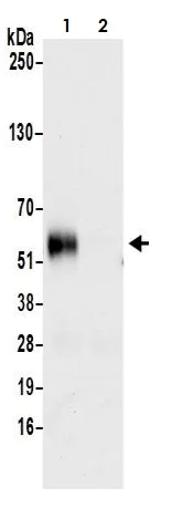 Immunoprecipitation - Anti-CD27 antibody [BLR083G] - BSA free (AB272072)