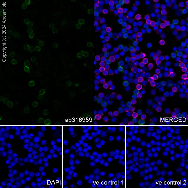 Immunocytochemistry/ Immunofluorescence - Anti-CD27 antibody [EPR27428-9] - BSA and Azide free (AB316960)
