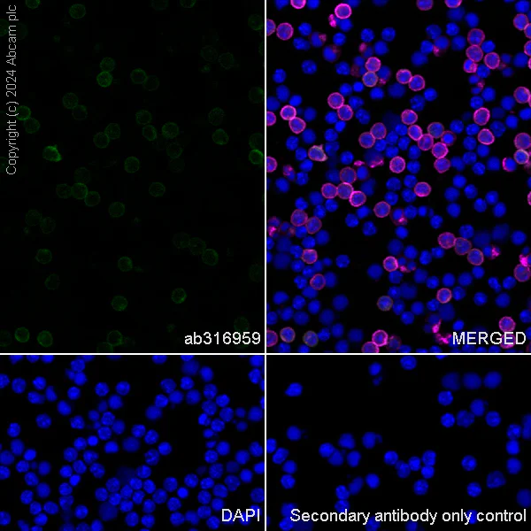 Immunocytochemistry/ Immunofluorescence - Anti-CD27 antibody [EPR27428-9] - BSA and Azide free (AB316960)
