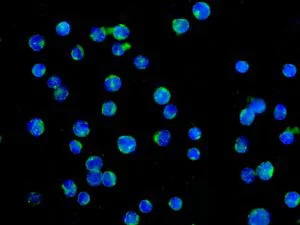Immunocytochemistry/ Immunofluorescence - Anti-CD27 antibody [EPR8568] (AB133761)