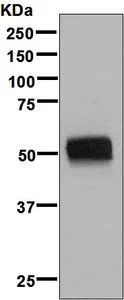 Western blot - Anti-CD27 antibody [EPR8568] (AB133761)