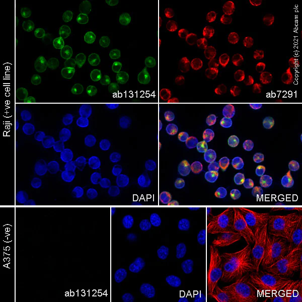 Immunocytochemistry/ Immunofluorescence - Anti-CD27 antibody [EPR8569] (AB131254)