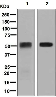 Western blot - Anti-CD27 antibody [EPR8569] (AB131254)