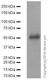 Western blot - Anti-CD27 antibody [EPR8569] (AB131254)