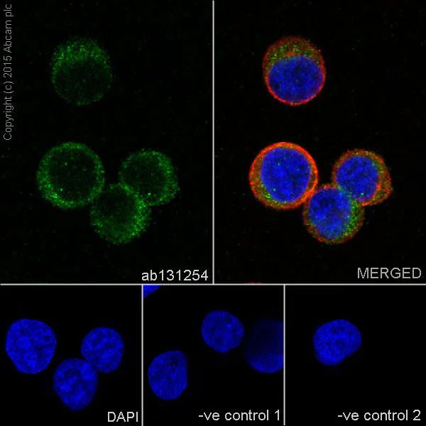 Immunocytochemistry/ Immunofluorescence - Anti-CD27 antibody [EPR8569] - Low endotoxin, Azide free (AB192336)