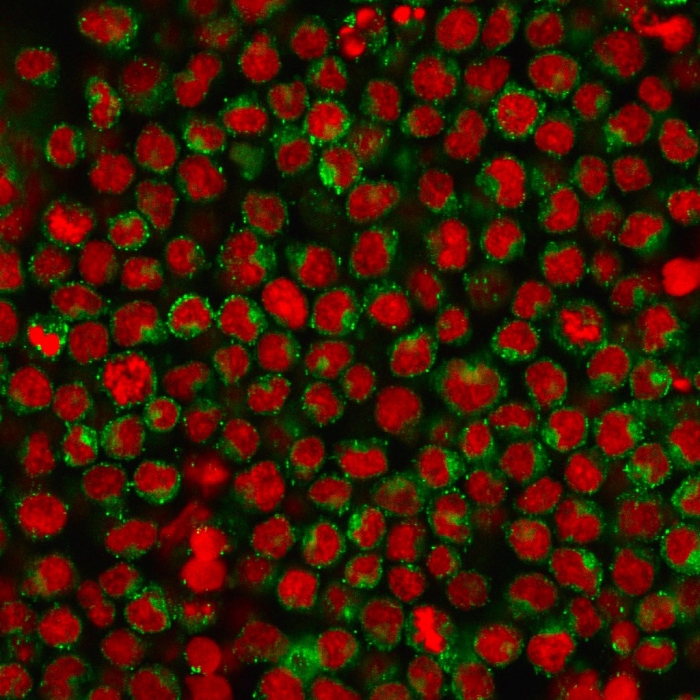 Immunocytochemistry/ Immunofluorescence - Anti-CD27 antibody [LPFS2/1611] - BSA and Azide free (AB268268), expandable thumbnail