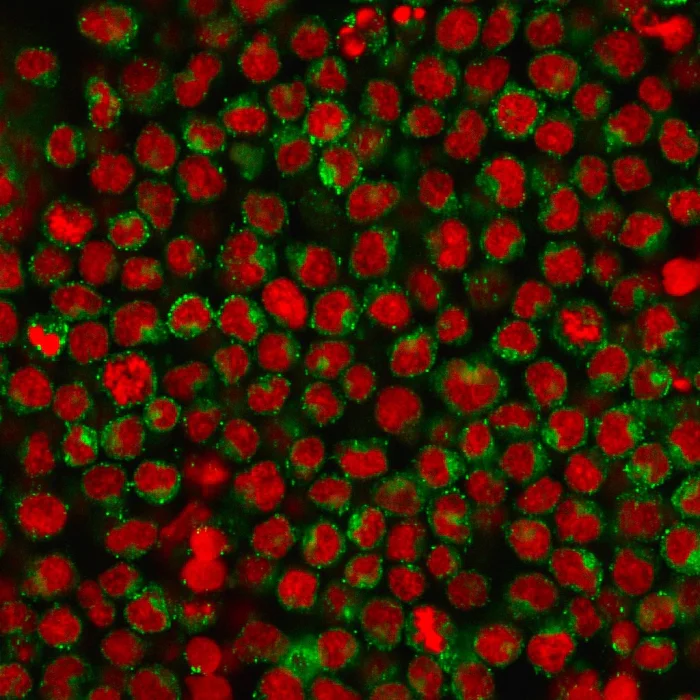Immunocytochemistry/ Immunofluorescence - Anti-CD27 antibody [LPFS2/1611] - BSA and Azide free (AB268268)