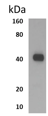 Western blot - Anti-CD27 antibody [MM0165-7H21] (AB89258)